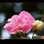 江苏夏爱东 花卉种植与产品供应导航（第31页）