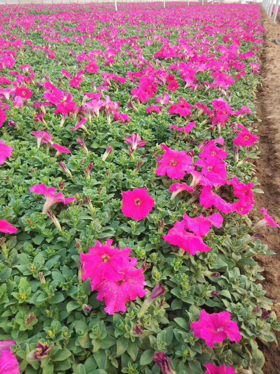 李珊的花卉苗木世界 从五色草到芝樱的绿色奇迹