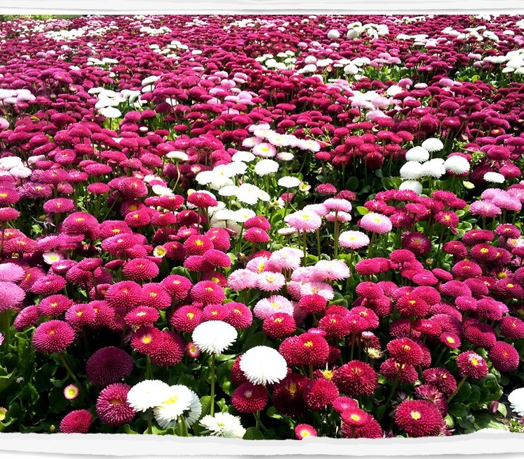 从一粒种子到满台芬芳 小雏菊阳台盆栽种植全指南