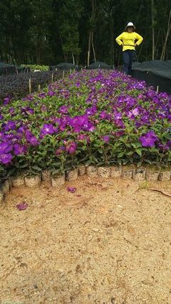 花卉种植 从新手到高手的实用指南