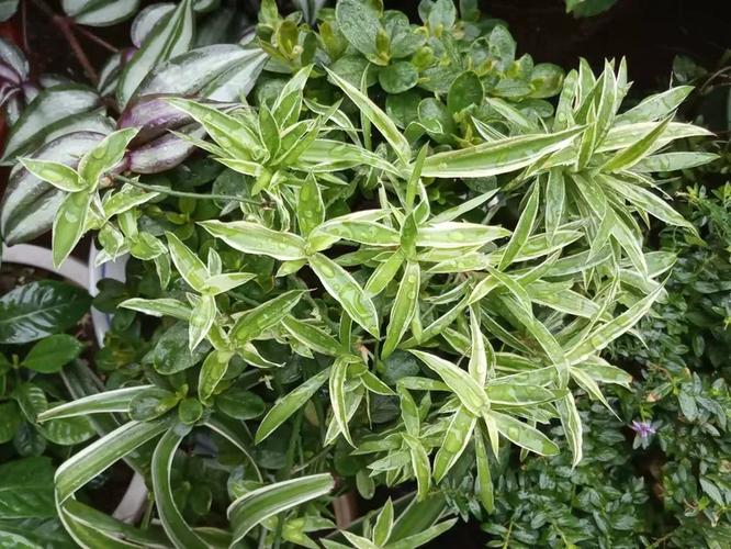 从一粒种子到满室芬芳 我的花卉种植手记