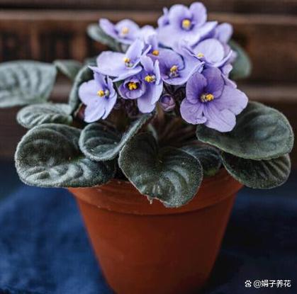紫罗兰 我花台上那抹不变的紫色记忆