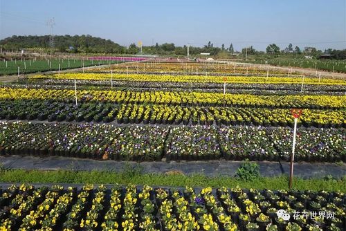 鸿业园艺年产时花800万盆，任君选择——花卉种植的领航者