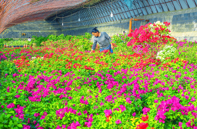 嘉峪关市文殊镇 鲜花铺就致富路，花卉种植促振兴
