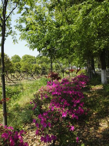 香约天香 一次花卉种植基地的沉浸式游学之旅