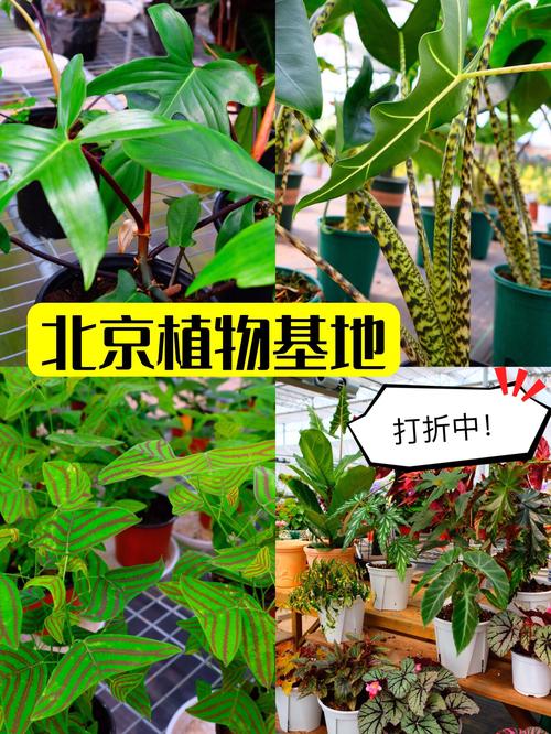 探秘北京网红花卉种植基地 搬迁打折季，热植传统花卉一网打尽