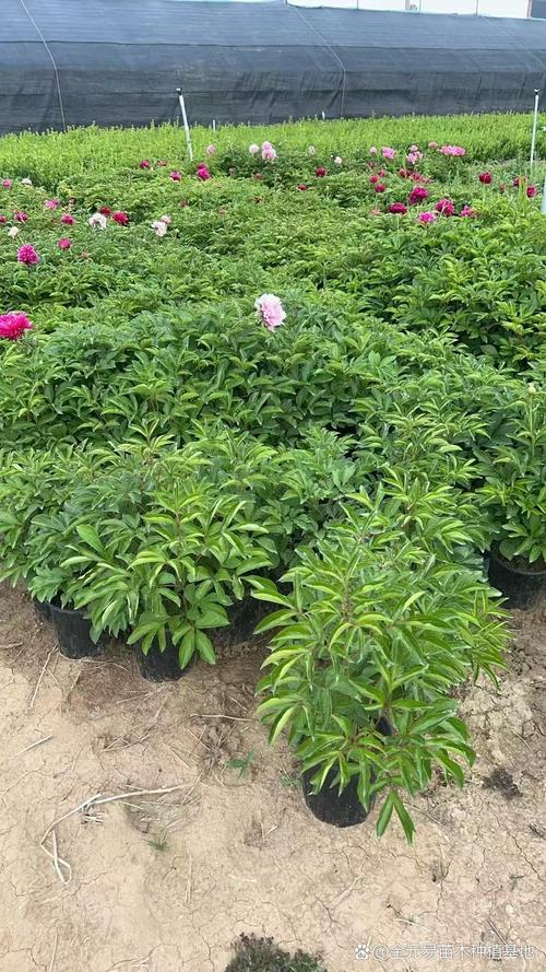 花坛与花境中的芍药种植艺术