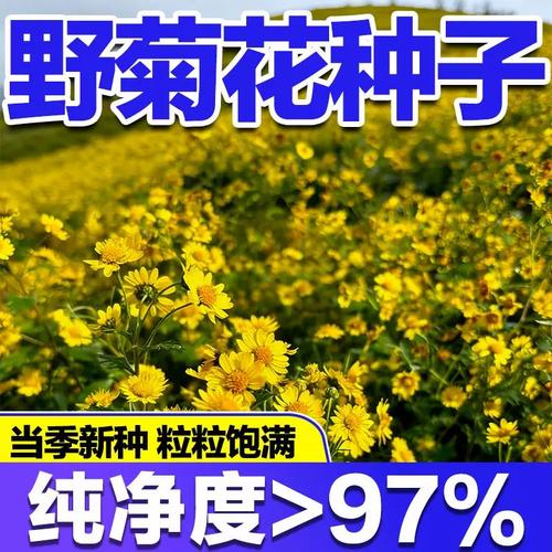 特级野黄菊花 多年生药食同源花卉的种植与妙用